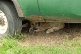 Dog went to shade and stayed there!