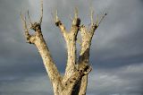 DSC_8375.jpg