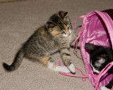 Ahmree and Boots play in the tunnel