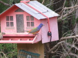 Bunting Painted Tx Palo Duro 07-08 a.JPG