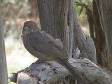 Towhee br Tx 7-08 a.JPG