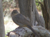 Towhee br Tx 7-08 aa.JPG