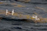 Phalarope Red & RN 9-06 text.JPG