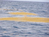Tern Bridled Sargasso island 9-06.JPG
