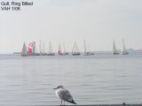 Gull RB JPG