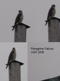 Raptor Falcon Peregrine VA Feb 06 t.JPG