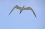Gull Tern Royal 6-08 VAH a.JPG