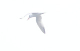 Gull Tern Royal 6-08 VAH b.JPG