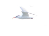 Gull Tern Royal 6-08 VAH c.JPG