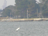gannet 2-24-08 b.JPG