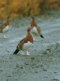 Willow Ptarmigan  D1.jpg