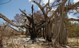 Rock Sound Banyan tree