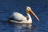 American White Pelican. Horicon Marsh, WI