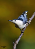 White-breasted Nuthatch. Chesapeake, OH