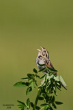 Henslows Sparrow. Horicon Marsh, WI