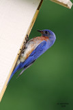 Eastern Bluebird. Kewaskum, WI