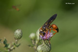 Sphex ichneumoneus - Great Golden Digger Wasp (Grand sphex dor)