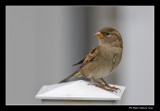 Moineau domestique - House Sparrow
