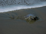 A jellyfish on the beach7653.jpg