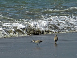 Two shorebirds II7668.jpg