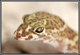 Texas Banded Gecko ( Coleonyx brevis )