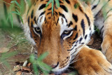 Bannerghatta National Park, Bangalore, India