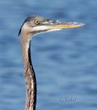 Great Blue