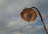 sunflowers last days