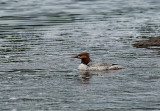 Common Merganser