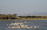 So many pelicans make a good composition difficult but an awesome sight