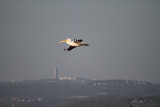 Lone Pelican with Haifa in the Background