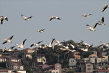 Pelicans over Maayan Tzvi.jpg