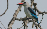 Woodland Kingfisher (Halcyon senegalensis)