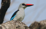 Woodland Kingfisher (Halcyon senegalensis)