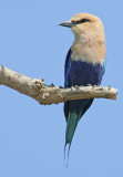 Blue-bellied Roller (Coracias cyanogaster)