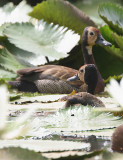 White-faced Whistling Ducks (Dendrocygna viduata)