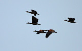 White-faced Whistling Duck (Dendrocygna viduata)
