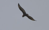 Bateleur immature (Terathopius ecaudatus)