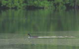 African Finfoot (Podica senegalensis) Male