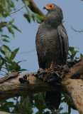 African Harrier-Hawk (Polyboroides typus)