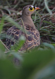 Four-banded Sandgrouse (Pterocles quadricinctus) Male