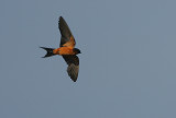 Sri Lanka Swallow (Hirundo hyperythra)