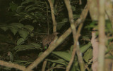 Ceylon Scaly Thrush (Zoothera imbricata) 