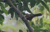 Ceylon Rufous Babbler (Turdoides rufescens)