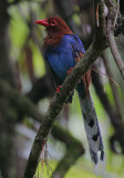 Ceylon Blue Magpie (Urocissa ornata)