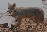 Golden Jackal Male