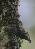 Velvet-fronted Nuthatch (Sitta frontalis)
