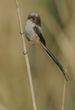 Long-tailed Tit juvenile