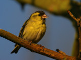 Siskin male