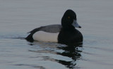 Greater Scaup x Tufted Duck Hybrid